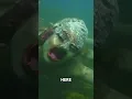 Download Lagu Jamaican Mermaid Spotted at Cursed Flat Bridge