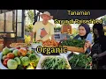Download Lagu Panen  Raya Kali Ini Beda, Tapi Tetap Berlimpah. Wortel,Cabe,Buncis,Tomat.