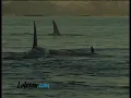Orcas, killerwhale in Lofoten, Norway