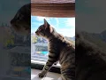 Download Lagu Mia denkt soms dat ze een aapje🐒is. #cat #funny #catshorts #cute #funnycats #pets #kitten