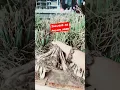 Download Lagu Palapa or sakurab herb #short #shortvideo #herbalmedicine #palapa #sabujingherb