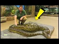 Download Lagu Zookeeper's Snake Won't Eat for Weeks—X-Ray Reveals Why and He Calls Police!