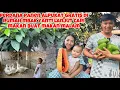 Download Lagu PERDANA PANEN BUAH ALPUKAT DIKEBUN BELAKANG LANJUT CARI MAKAN MALAM BUAT SIWO 