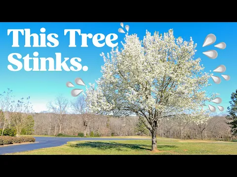 Wood turning the tree that smells like (*REDACTED*) | inVASEive species