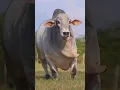 Download Lagu jangli janwar short video #kanhamusicmlg #shortvideo #trending #mahakal #funny #mahakal
