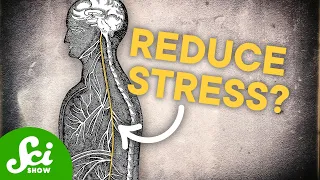 What Does The Vagus Nerve ACTUALLY Do
