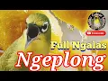 Download Lagu Pleci Gacor full isian banyak 