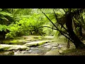🐦 Forest Nature Sounds in Australia with a Relaxing Flowing Creek and birds Singing and Chirping.