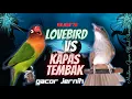 Download Lagu Suara Kapas Tembak Gacor dan Lovebird Ngekek Panjang // Top Untuk Masteran murai