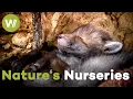 Download Lagu Nature's Nurseries: Why Animals Go to Extreme Lengths to Protect Their Babies (Documentary, 2020)