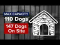 ACCT Philly holding emergency adoption event amid overcrowding crisis at animal shelter