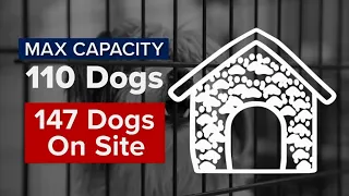 ACCT Philly holding emergency adoption event amid overcrowding crisis at animal shelter
