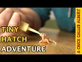 Download Lagu The Tiniest Bird You've Ever Seen - Zebra Finch Hatching