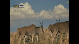 المصحف المرئي ناصر القطامي ماتيسر من سورة المائدة 