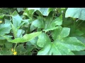 Treatment for White Spots or Powdery Mildew on Cucumber Squash Plants - The Rusted Garden 2013