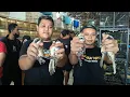 Download Lagu BONGKAR BURUNG LOKAL PACITAN - CENDET ANAKAN - PLECI - CIGUN - SOGON - PRENJAK DLL