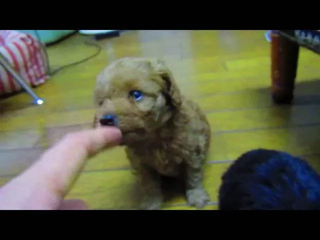 動画
