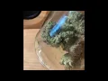 Gelato Strain Review