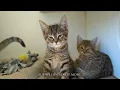Kitten Season 2026