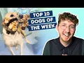 Dog Finds Out He s On Santa s Nice List