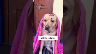                                                                دندنها