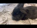 For Petclassifieds com