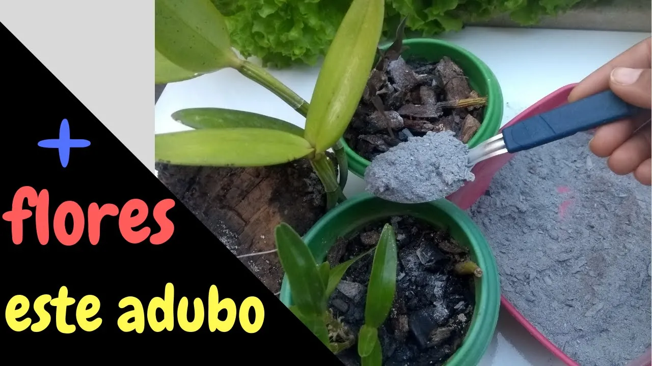 ORQUÍDEAS COM + FLORES, ADUBO CASEIRO PASSO A PASSO!