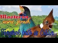 Download Lagu masteran tengkek buto vs cililin suara jernih 1 jam full
