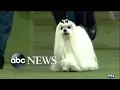 4 dogs advance in Westminster Dog Show GMA