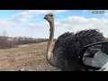 Atlanta Safari Park Georgia USA