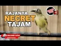 Download Lagu 🔴Masteran Juwara Kolibri Kelapa Betina Gacor ❗️KORLAP Betina Necret Tajam AMPUH❗️