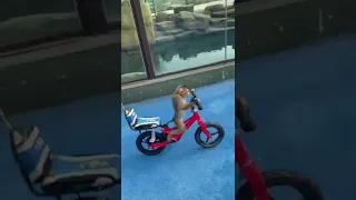 Https Vt Tiktok Com ZSdpxxWgU قرد يقود دراجه حيوانات اطفال اضحك من قلبك 