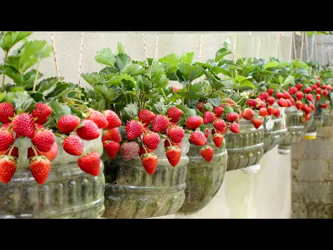 Download MP3 No need for a garden, Growing Strawberries at home is very easy and has a lot of fruit