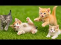 Download Lagu 🌺🐱 Beautiful Colorful Kittens Having Fun in the Garden – Cute Cat Video in 4K