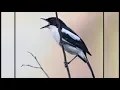 MASTERAN PIKAT BURUNG DECU KEMBANG mp3