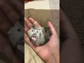 Download Lagu Hamster rare footage of pooping 💩🥹♥️ #hamsters #poop #lmao #pets #short #shorts