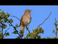 Lagu Ultimate Nightingale Birdsong For 8 Hours Of Relaxation