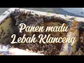 Download Lagu Panen madu hasil lebah klanceng atau lanceng di Klaten