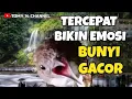 Lagu Pancingan bikin emosi cucak jenggot Sumatra bahan biar cepat gacor nembak nembak