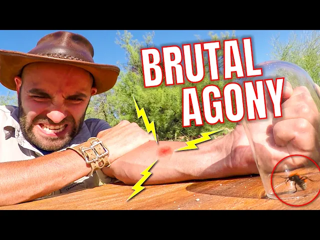 Video: 2 Hours of Pure Pain: An Insane Sting Compilation!