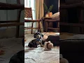 Lagu Baby Rocky head tilts 🐾🐾🐾🐾 #dachshund #puppy #dog #cute #funny