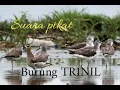 Download Lagu Suara pikat burung Trinil rawa asli jernih mantap