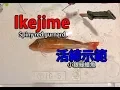 IkeJime method How to dispatch and bleed a Spiny red gurnard Houbou