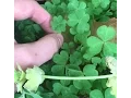 FINDING A TON OF FOUR LEAF CLOVERS A FEW FIVE LEAF CLOVERS