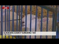 Farm animals at Schoharie County Sunshine Fair