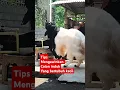 Lagu Cara mengawinkan kambing dara kekecilan. #peternakmuda #ternak #sobatngarit #nganjuk #goat #etawa