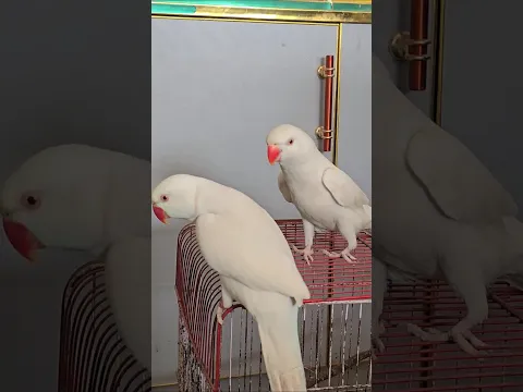 White Parrot Cute Jora beautiful #fantasticparrot #shorts