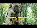 Download Lagu MAKAM BAYI DI TORAJA