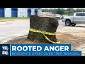 Aiken leaders stumped over trees removal at farmers market