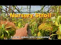 Download Lagu The Ultimate Nepenthes Greenhouse Tour - Update #1